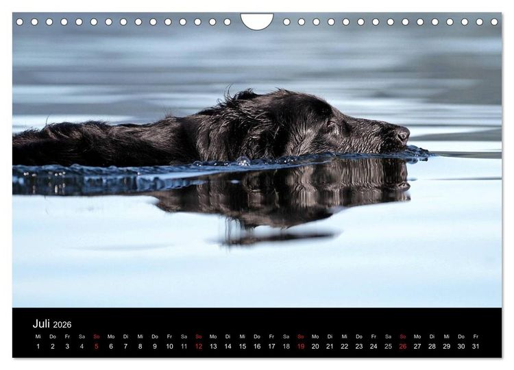 Produktbild: Flatcoated Retriever (Wandkalender 2026 DIN A4 quer), CALVENDO Monatskalender