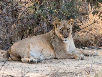 Produktbild: CALVENDO Puzzle Alte L&ouml;win bei Leeubron, Etosha | 1000 Teile Lege-Gr&ouml;&szlig;e 64x48cm Foto-Puzzle f&uuml;r gl&uuml;ckliche Stunden