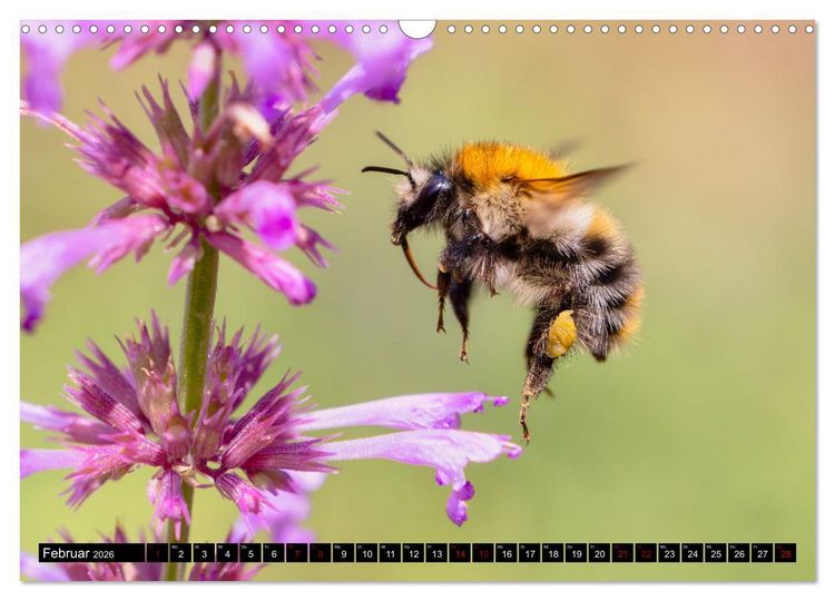 Produktbild: Hummeln - Flugaufnahmen eines faszinierenden Insekts (Wandkalender 2026 DIN A3 quer), CALVENDO Monatskalender