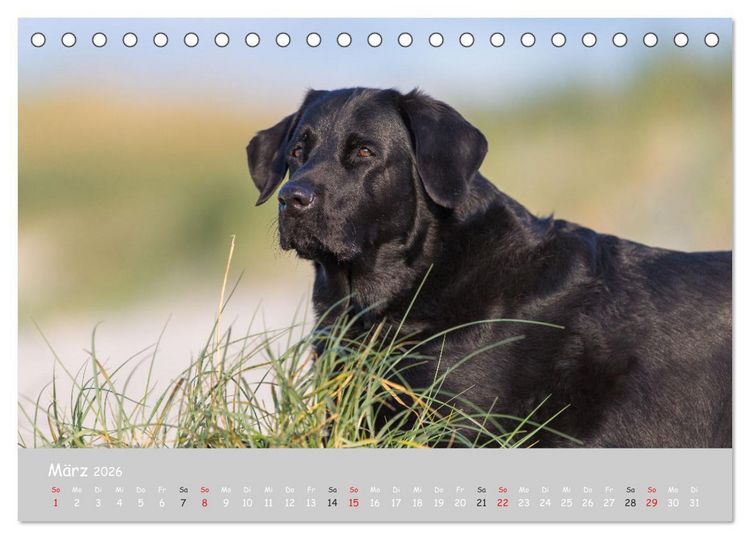 Produktbild: Liebenswerter Labrador 2026 (Tischkalender 2026 DIN A5 quer), CALVENDO Monatskalender