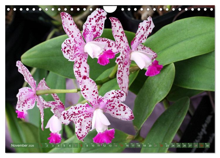 Produktbild: Orchid - A Flower Wonder (Wall Calendar 2026 DIN A4 landscape), CALVENDO 12 Month Wall Calendar