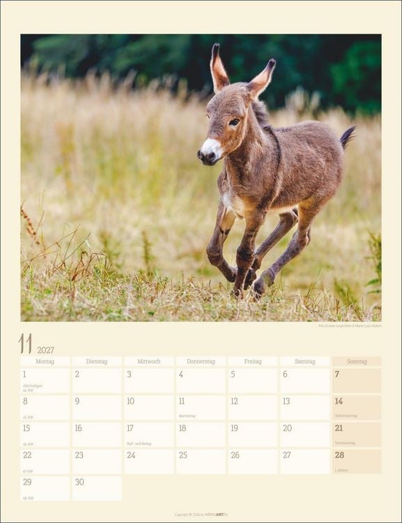 Produktbild: Esel Kalender 2027