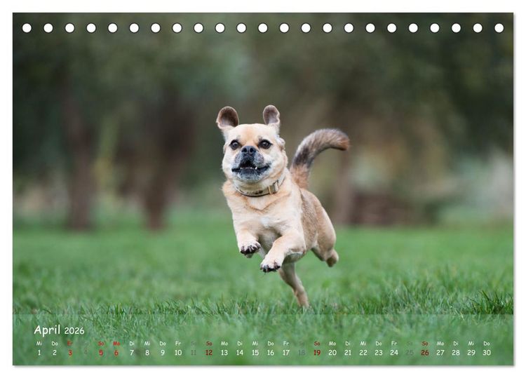Produktbild: Fr&ouml;hliche Hunde (Tischkalender 2026 DIN A5 quer), CALVENDO Monatskalender