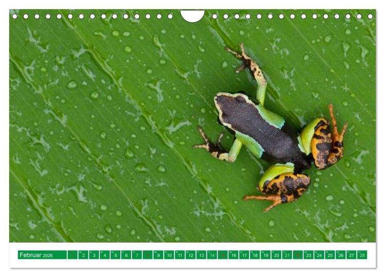 Produktbild: Farbige Fr&ouml;sche (Wandkalender 2026 DIN A4 quer), CALVENDO Monatskalender