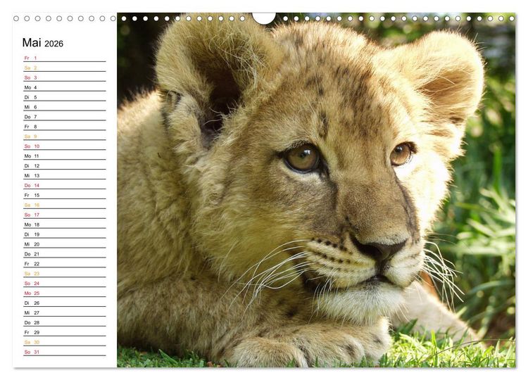 Produktbild: LION KING SELFIES L&ouml;wen hautnah (Wandkalender 2026 DIN A3 quer), CALVENDO Monatskalender