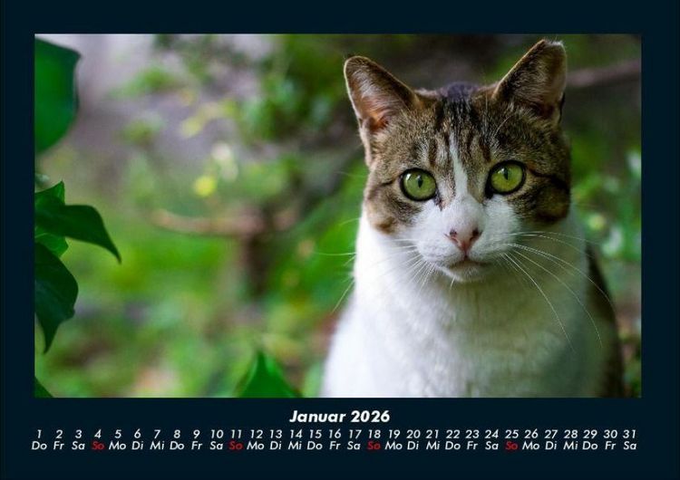 Produktbild: Katzen 2026 Fotokalender DIN A4