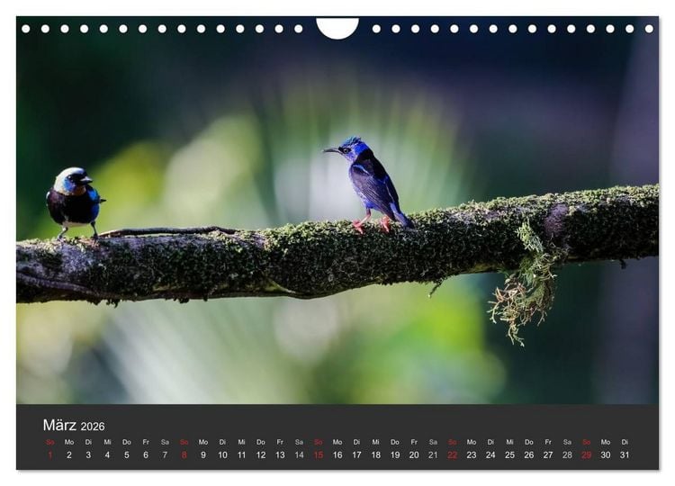 Produktbild: Costa Rica 2026 Exotische Vogelwelt (Wandkalender 2026 DIN A4 quer), CALVENDO Monatskalender