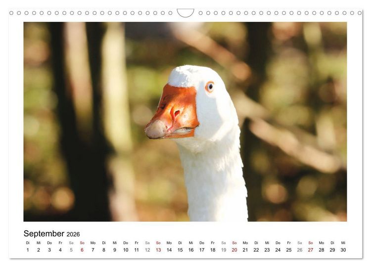 Produktbild: Bauernhoftiere hautnah (Wandkalender 2026 DIN A3 quer), CALVENDO Monatskalender