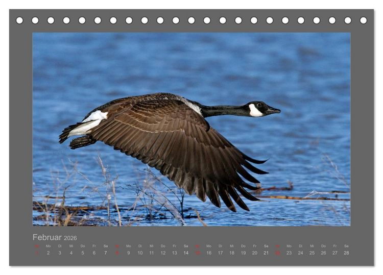 Produktbild: V&Ouml;GEL (Tischkalender 2026 DIN A5 quer), CALVENDO Monatskalender
