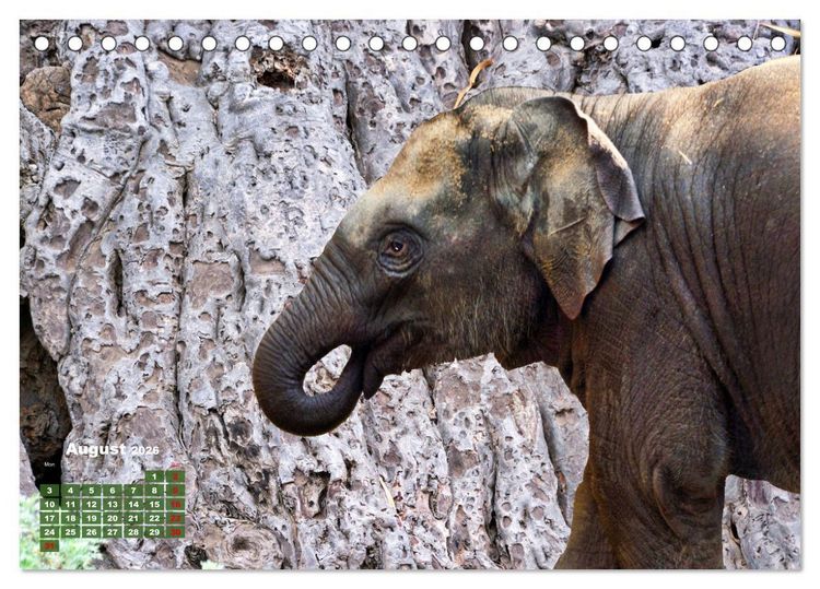 Produktbild: Gentle giants in the jungle (Desk Calendar 2026 DIN A5 landscape), CALVENDO 12 Month DeskCalendar