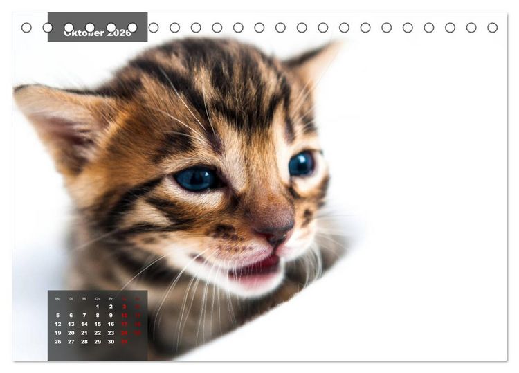 Produktbild: Bengal K&auml;tzchen (Tischkalender 2026 DIN A5 quer), CALVENDO Monatskalender