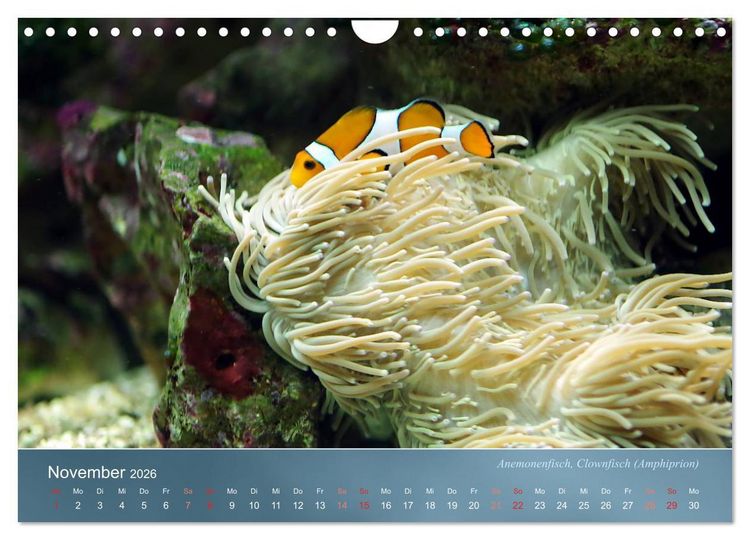 Produktbild: Riffbewohner - Bunte Fische, Anemonen und noch viel mehr (Wandkalender 2026 DIN A4 quer), CALVENDO Monatskalender