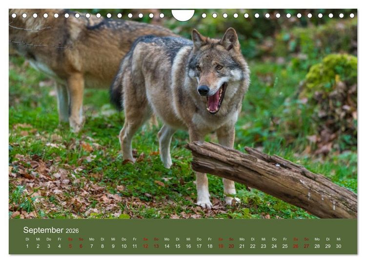 Produktbild: unter W&ouml;lfen (Wandkalender 2026 DIN A4 quer), CALVENDO Monatskalender