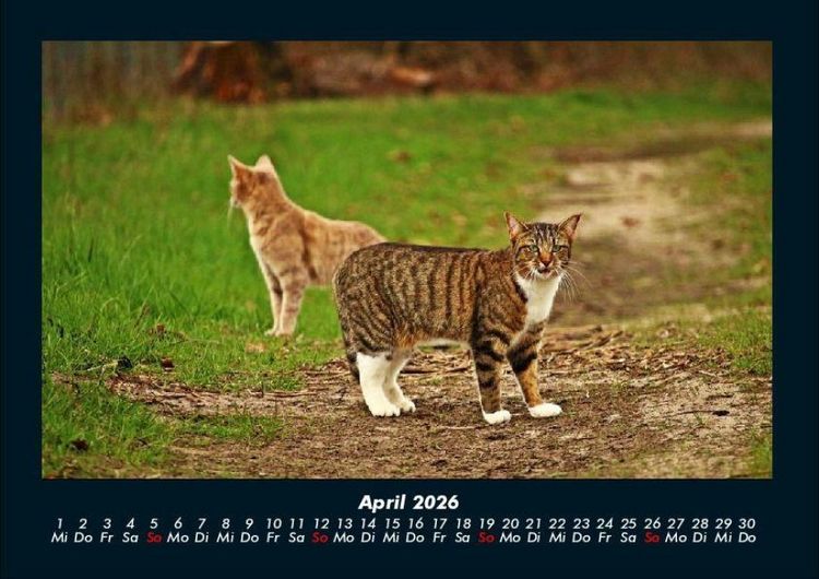 Produktbild: F&uuml;r Katzenfreunde 2026 Fotokalender DIN A4