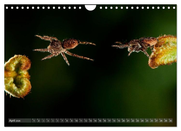 Produktbild: Wundersch&ouml;ne Spinnen (Wandkalender 2026 DIN A4 quer), CALVENDO Monatskalender
