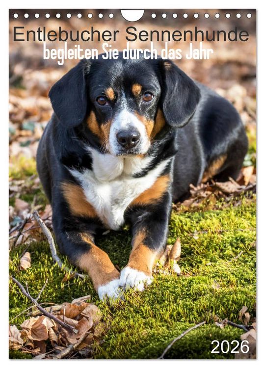 Produktbild: Entlebucher Sennenhunde begleiten Sie durch das Jahr (Wandkalender 2026 DIN A4 hoch), CALVENDO Monatskalender