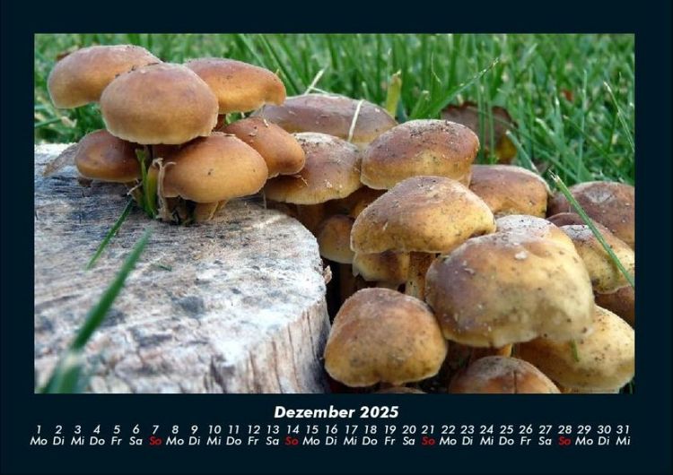 Produktbild: Pilzkalender 2025 Fotokalender DIN A4