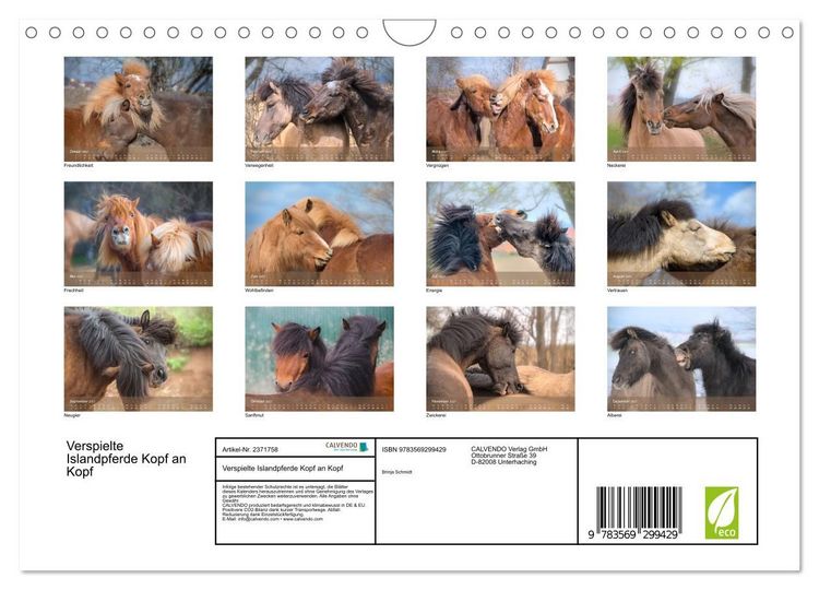 Produktbild: Verspielte Islandpferde Kopf an Kopf (Wandkalender 2027 DIN A4 quer), CALVENDO Monatskalender