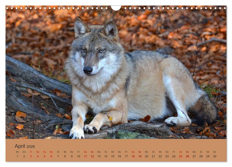 Produktbild: Begegnungen DER WOLF (Wandkalender 2026 DIN A3 quer), CALVENDO Monatskalender