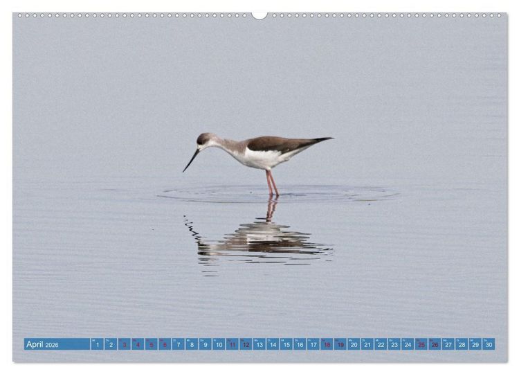 Produktbild: V&ouml;gel der Algarve (hochwertiger Premium Wandkalender 2026 DIN A2 quer), Kunstdruck in Hochglanz