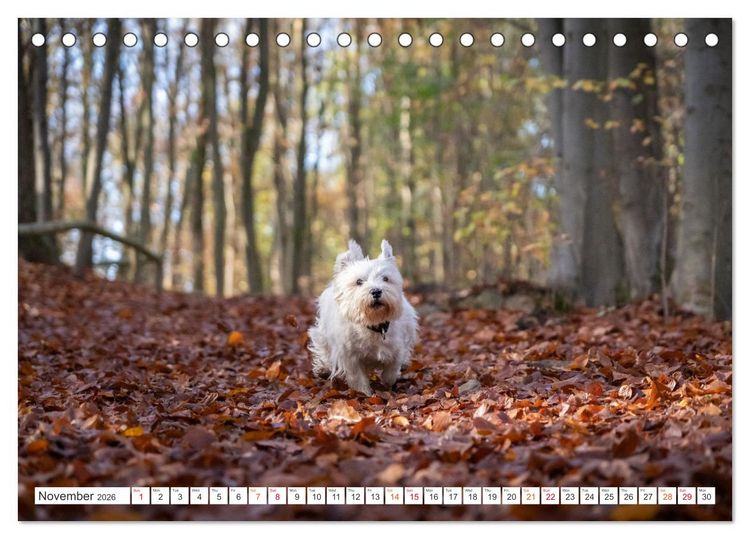 Produktbild: West Highland White Terrier - Your charming companion (Desk Calendar 2026 DIN A5 landscape), CALVENDO 12 Month DeskCalendar