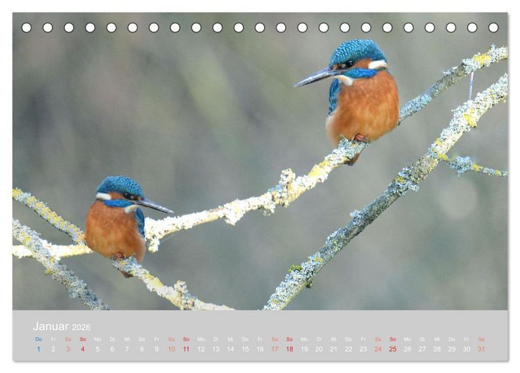 Produktbild: Der Eisvogel, ein Juwel der Natur (Tischkalender 2026 DIN A5 quer), CALVENDO Monatskalender