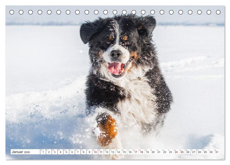 Produktbild: Berner Sennenhund - Ein Freund auf vier Pfoten (Tischkalender 2026 DIN A5 quer), CALVENDO Monatskalender