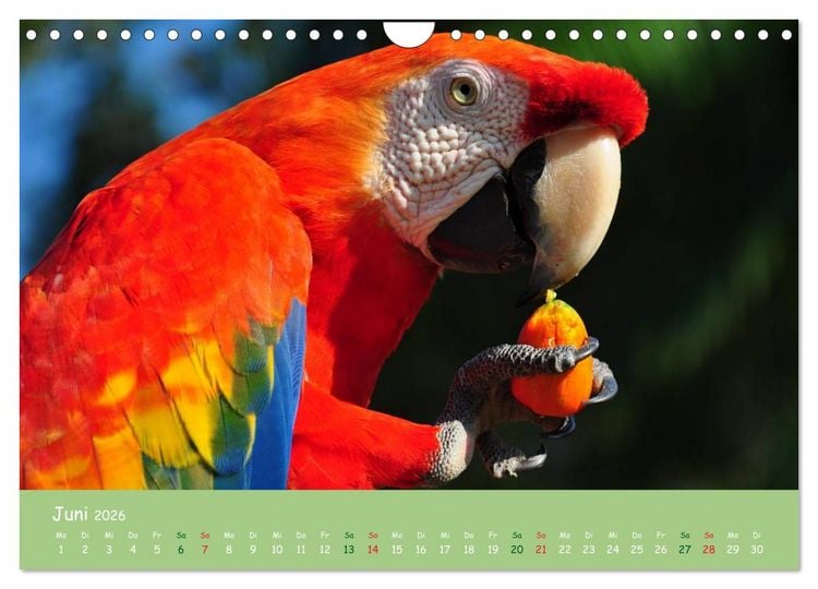 Produktbild: Am Amazonas (Wandkalender 2026 DIN A4 quer), CALVENDO Monatskalender