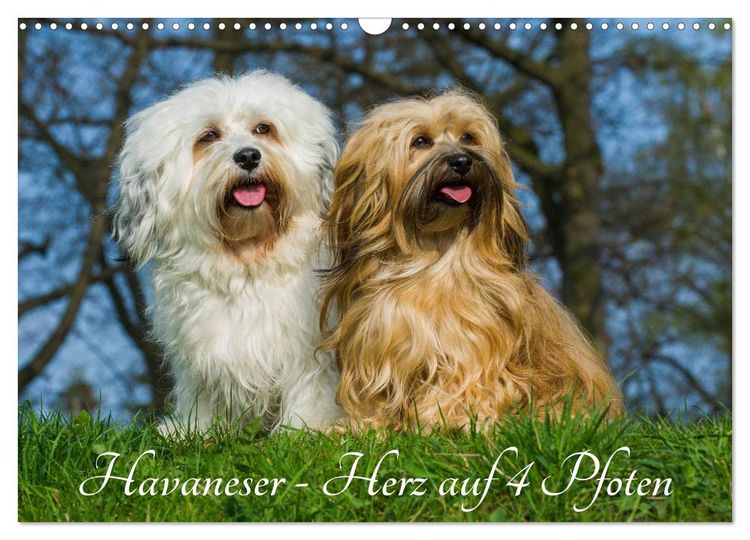 Produktbild: Havaneser - Herz auf 4 Pfoten (Wandkalender 2026 DIN A3 quer), CALVENDO Monatskalender