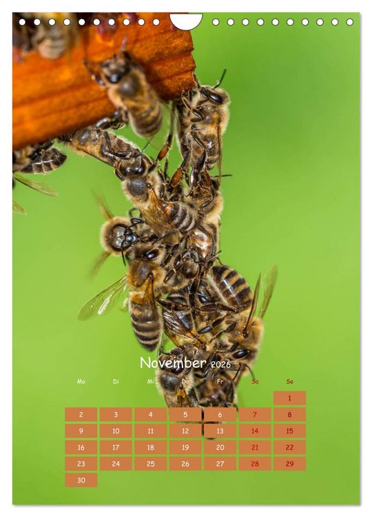 Produktbild: Gesch&auml;ftig wie im Bienenstock (Wandkalender 2026 DIN A4 hoch), CALVENDO Monatskalender