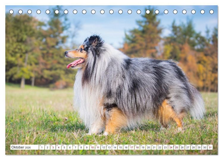 Produktbild: Sheltie - Ein St&uuml;ck vom Gl&uuml;ck (Tischkalender 2026 DIN A5 quer), CALVENDO Monatskalender