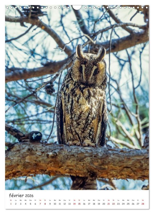 Produktbild: Une vie de hibou les oiseaux (Calendrier mural 2026 DIN A3 horizontal), CALVENDO calendrier mensuel