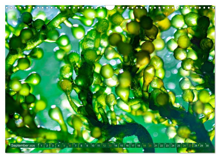 Produktbild: Algen - Superfood (Wandkalender 2026 DIN A3 quer), CALVENDO Monatskalender