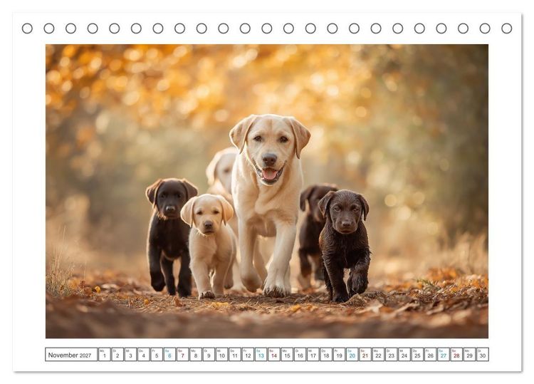 Produktbild: Labrador Liebe (Tischkalender 2027 DIN A5 quer), CALVENDO Monatskalender