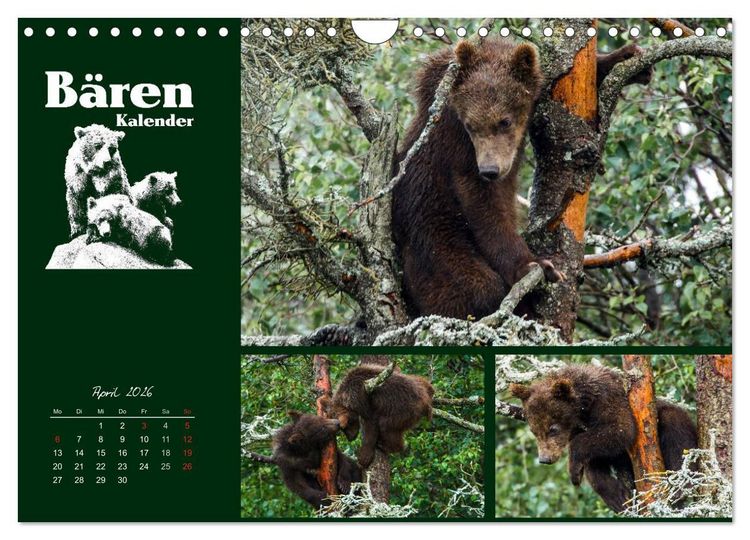 Produktbild: B&auml;renkalender (Wandkalender 2026 DIN A4 quer), CALVENDO Monatskalender