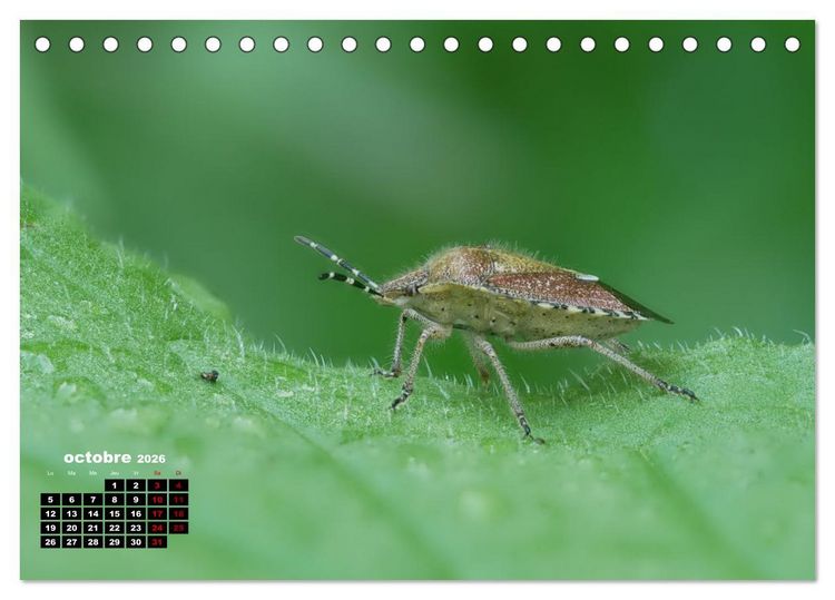 Produktbild: Araign&eacute;es et insectes (Calendrier de bureau 2026 DIN A5 vertical), CALVENDO calendrier mensuel