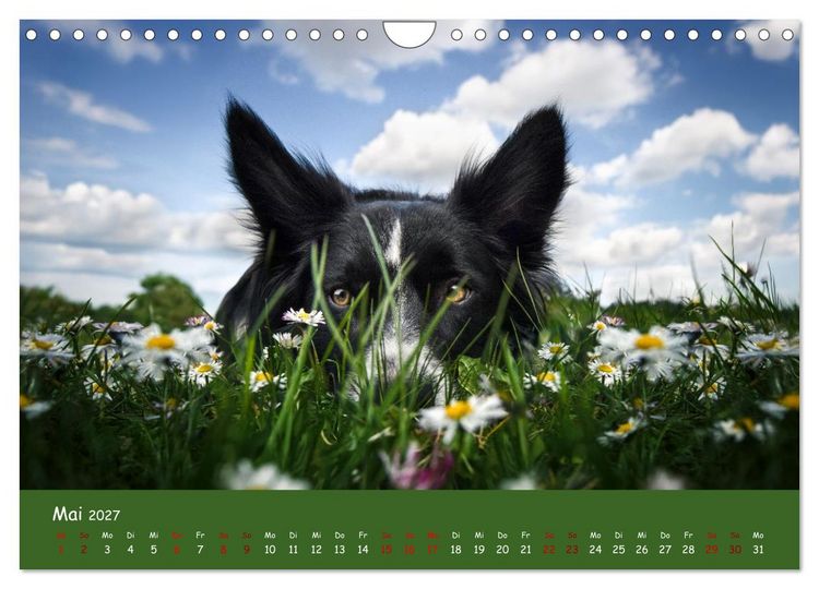 Produktbild: Border Collie Kalender &ndash; Ausdrucksstarke Close-up-Portraits durch die Jahreszeiten (Wandkalender 2027 DIN A4 quer), CALVENDO Monatskalender