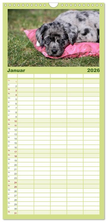 Produktbild: Familienplaner 2026 - Der Hundewelpen-Geburtstagskalender mit 5 Spalten (Wandkalender, 21 x 45 cm) CALVENDO