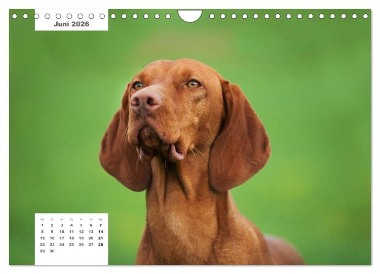 Produktbild: Rassehunde (Wandkalender 2026 DIN A4 quer), CALVENDO Monatskalender