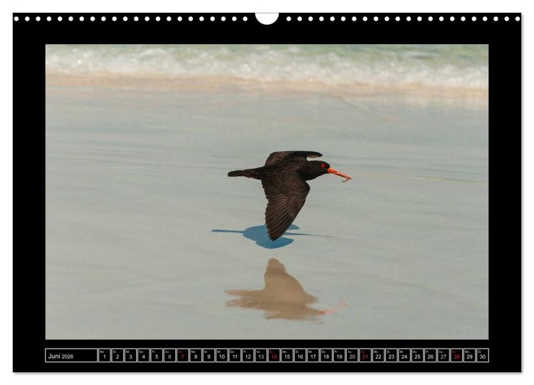 Produktbild: V&ouml;gel von "Down Under" Australien (Wandkalender 2026 DIN A3 quer), CALVENDO Monatskalender