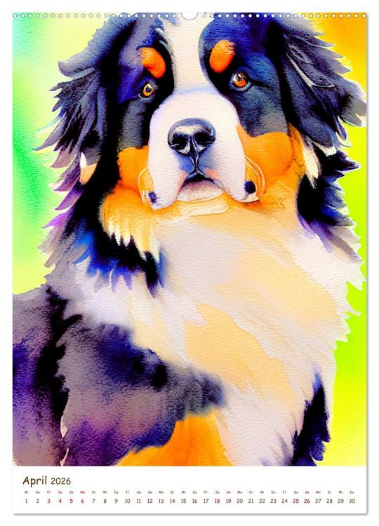 Produktbild: Berner Sennenhund 2026. Sch&ouml;ne Aquarelle der schweizer Hunderasse (hochwertiger Premium Wandkalender 2026 DIN A2 hoch), Kunstdruck in Hochglanz