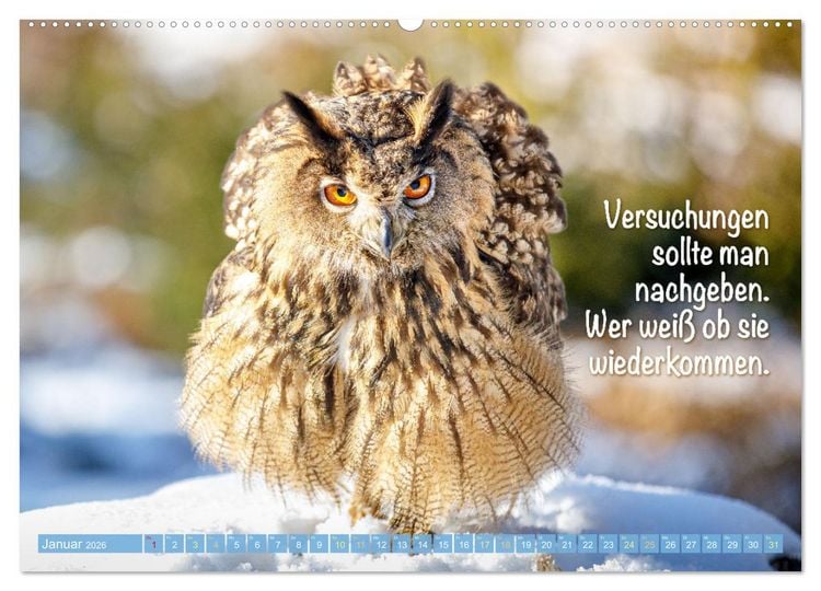 Produktbild: Die Eulen sind los: Edition lustige Tiere (Wandkalender 2026 DIN A2 quer), CALVENDO Monatskalender