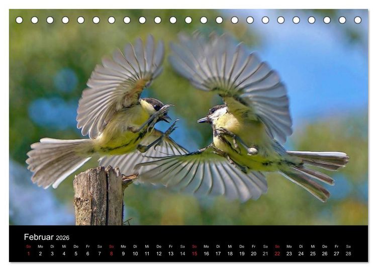 Produktbild: Singv&ouml;gel in Deutschland (Tischkalender 2026 DIN A5 quer), CALVENDO Monatskalender