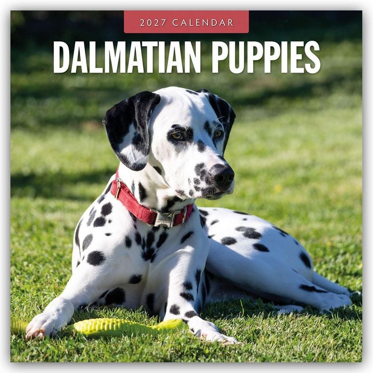 Produktbild: Dalmatian Puppies &ndash; Dalmatiner Welpen 2027 &ndash; 16-Monatskalender