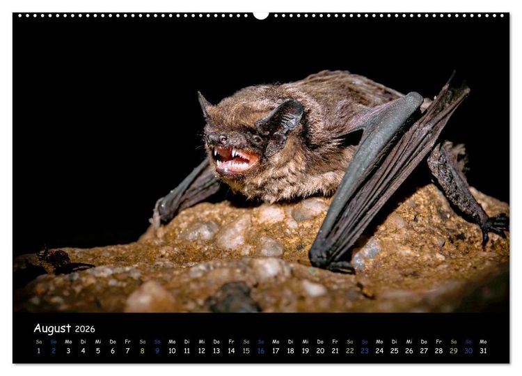 Produktbild: Flederm&auml;use - kleine Vampire (hochwertiger Premium Wandkalender 2026 DIN A2 quer), Kunstdruck in Hochglanz
