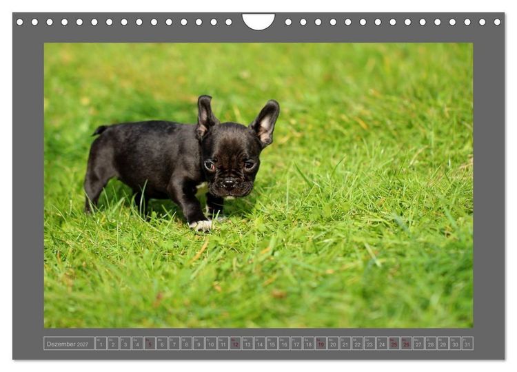 Produktbild: Franz&ouml;sische Bulldoggen (Wandkalender 2027 DIN A4 quer), CALVENDO Monatskalender