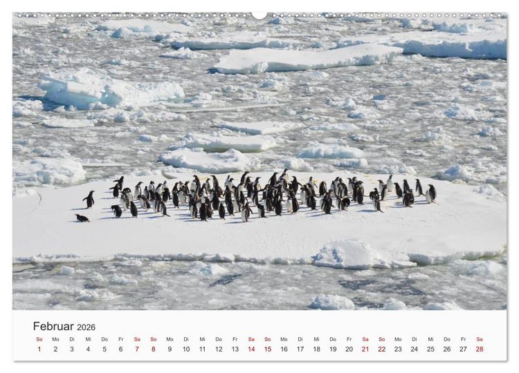 Produktbild: Pinguine - Die sympathischen Frack-Tr&auml;ger (hochwertiger Premium Wandkalender 2026 DIN A2 quer), Kunstdruck in Hochglanz