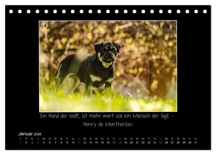 Produktbild: M&ouml;pse 2026 (Tischkalender 2026 DIN A5 quer), CALVENDO Monatskalender
