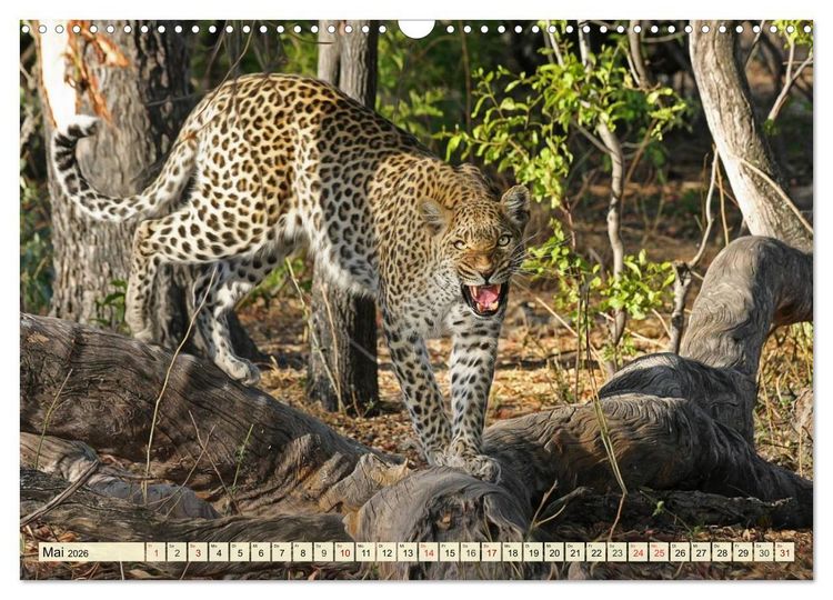 Produktbild: Afrika. Botswanas wundervolle Tierwelt (Wandkalender 2026 DIN A3 quer), CALVENDO Monatskalender