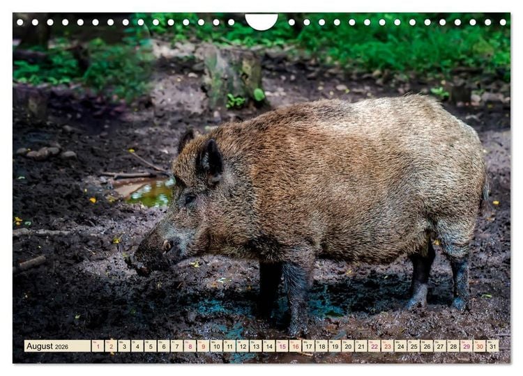 Produktbild: Unverwechselbar - Wildschwein (Wandkalender 2026 DIN A4 quer), CALVENDO Monatskalender